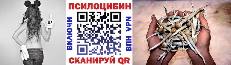 hydra ТОР  Гвардейск  Галлюциногенные грибы Psilocybe  купить  сайты 